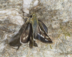 Taractrocera danna