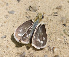 Taractrocera danna