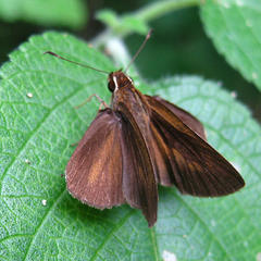 Synapte pecta