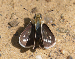 Taractrocera danna
