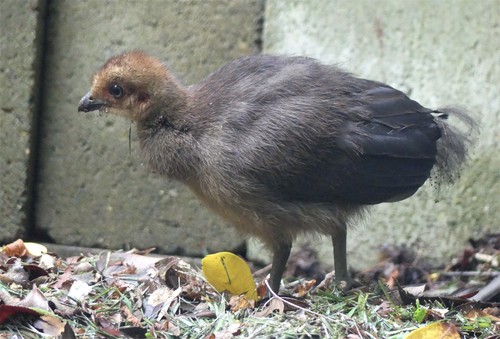 Australian Brushturkey, photo 7 of 9