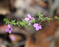 Tetratheca ericifolia