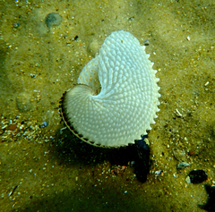 Argonauta nodosus