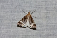 Phrataria replicataria