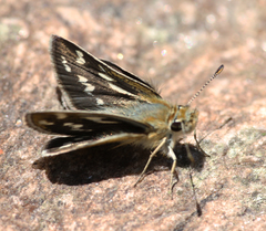 Taractrocera danna