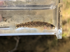 Orangethroat Darter photo 2