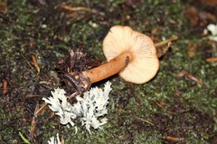 Lactarius subflammeus