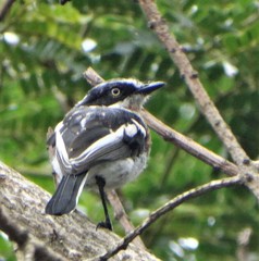 Batis molitor molitor