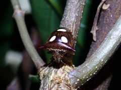 Paracritheus trimaculatus