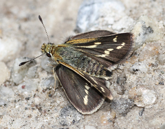 Taractrocera danna