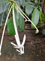 Posoqueria