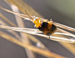 Aulacophora hilaris