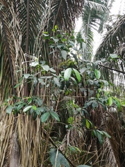 Posoqueria