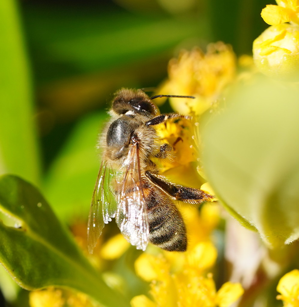 Western Honey Bee from Falls Creek Memorial Walk, Cabbage Tree Creek ...
