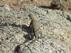Cophosaurus texanus scitulus