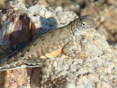 Cophosaurus texanus scitulus