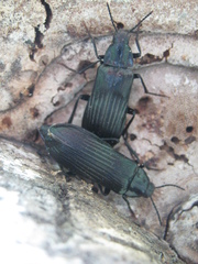 Melandrya dubia