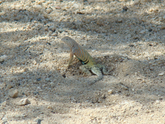 Cophosaurus texanus scitulus