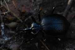 Scaphinotus interruptus