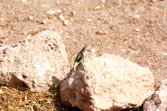 Cophosaurus texanus scitulus