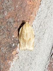 Choristoneura fractivittana