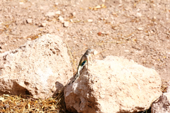 Cophosaurus texanus scitulus