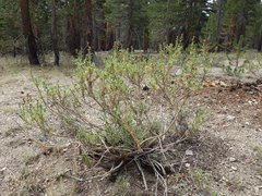 Artemisia rothrockii