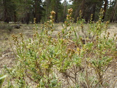 Artemisia rothrockii
