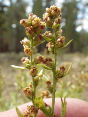 Artemisia rothrockii