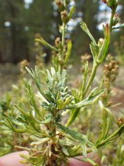 Artemisia rothrockii