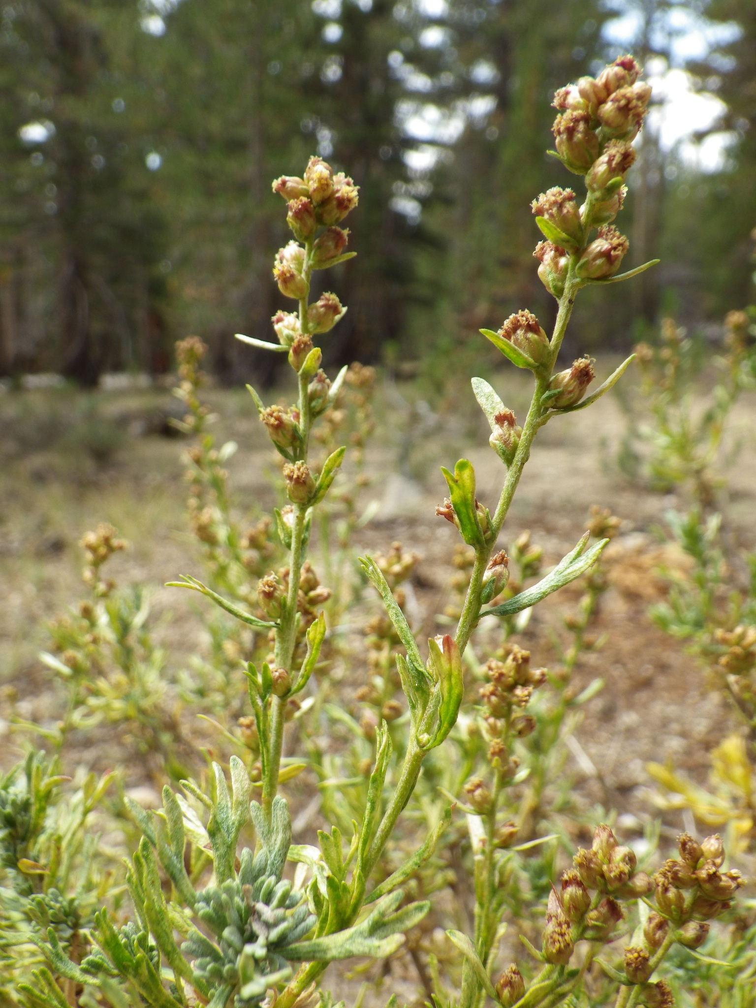Artemisia rothrockii