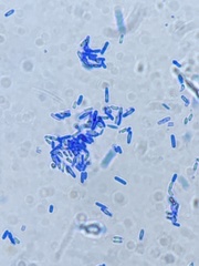 Bacillus