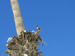 Acridotheres tristis