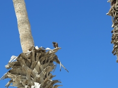 Acridotheres tristis
