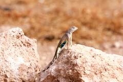 Cophosaurus texanus scitulus