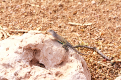 Cophosaurus texanus scitulus