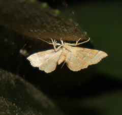 Musotima ochropteralis