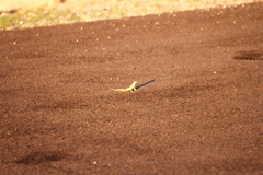 Cophosaurus texanus scitulus