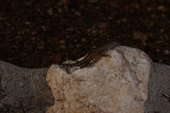 Cophosaurus texanus scitulus