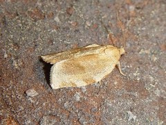 Choristoneura fractivittana