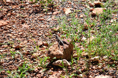 Cophosaurus texanus scitulus