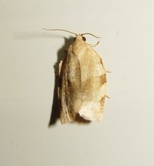 Choristoneura fractivittana