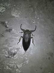 Lethocerus collosicus