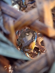 Callinectes exasperatus