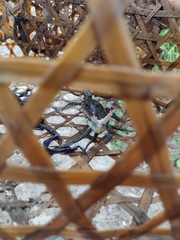 Callinectes exasperatus