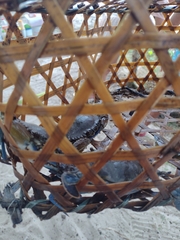 Callinectes exasperatus