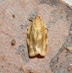 Choristoneura fractivittana