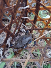 Callinectes exasperatus