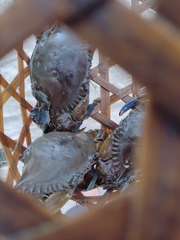 Callinectes exasperatus