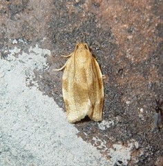 Choristoneura fractivittana